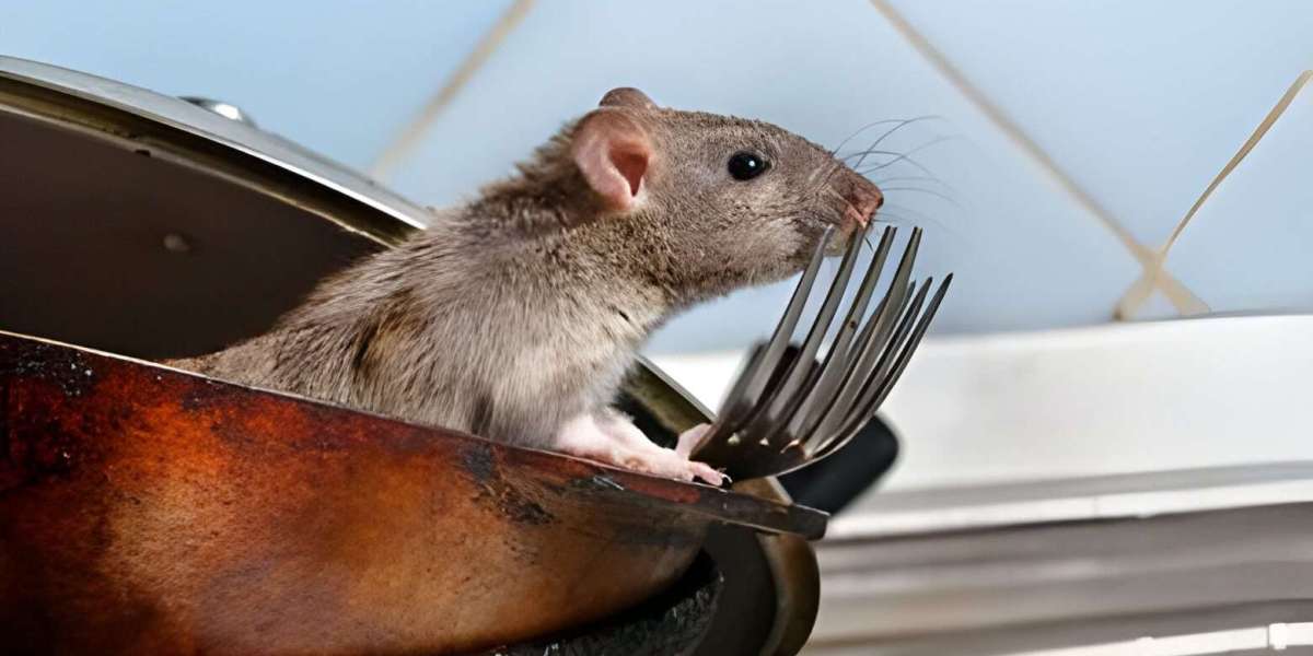 No Rats and Mice - Rodent Pest Control Services Auckland | 24 Hour