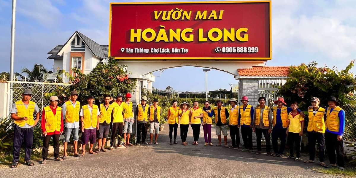 phương pháp chọn hoa mai đẹp, phổ biến lộc đón Tết