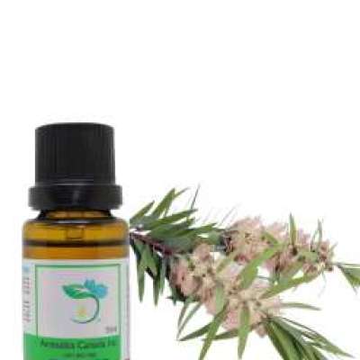 Tea Tree Organic Essential Oil Profile Picture