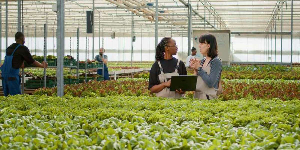 Hydroponics Farms in the USA: A Sustainable Future