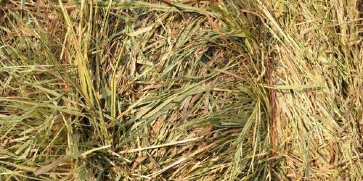 Brome Grass Hay for Sale: Your Premium Source for Quality Forage