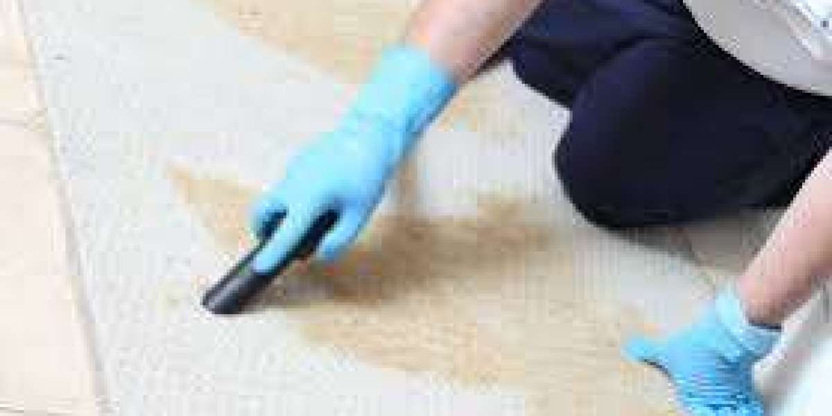 The Connection Between Carpet Cleaning and Home Wellness