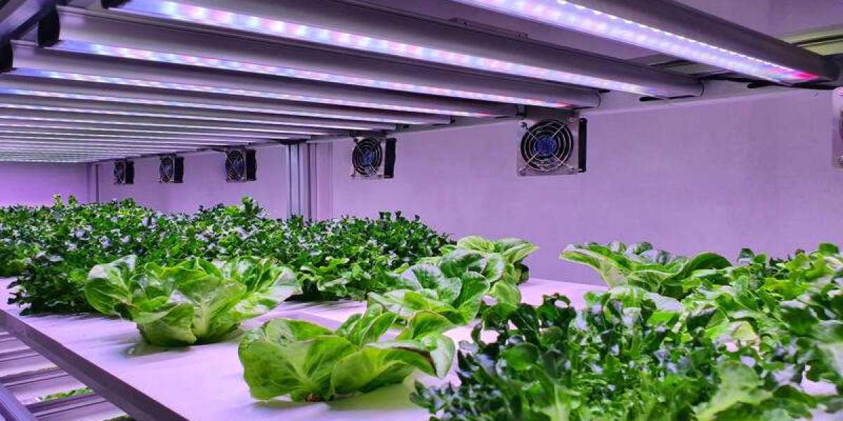 Innovative Hydroponics Farming Techniques Transforming Agriculture in the USA