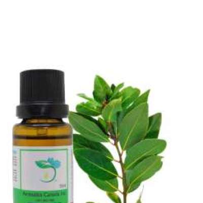 Laurel Leaf Essential Oil Profile Picture