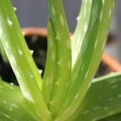 Aloe Butter Profile Picture