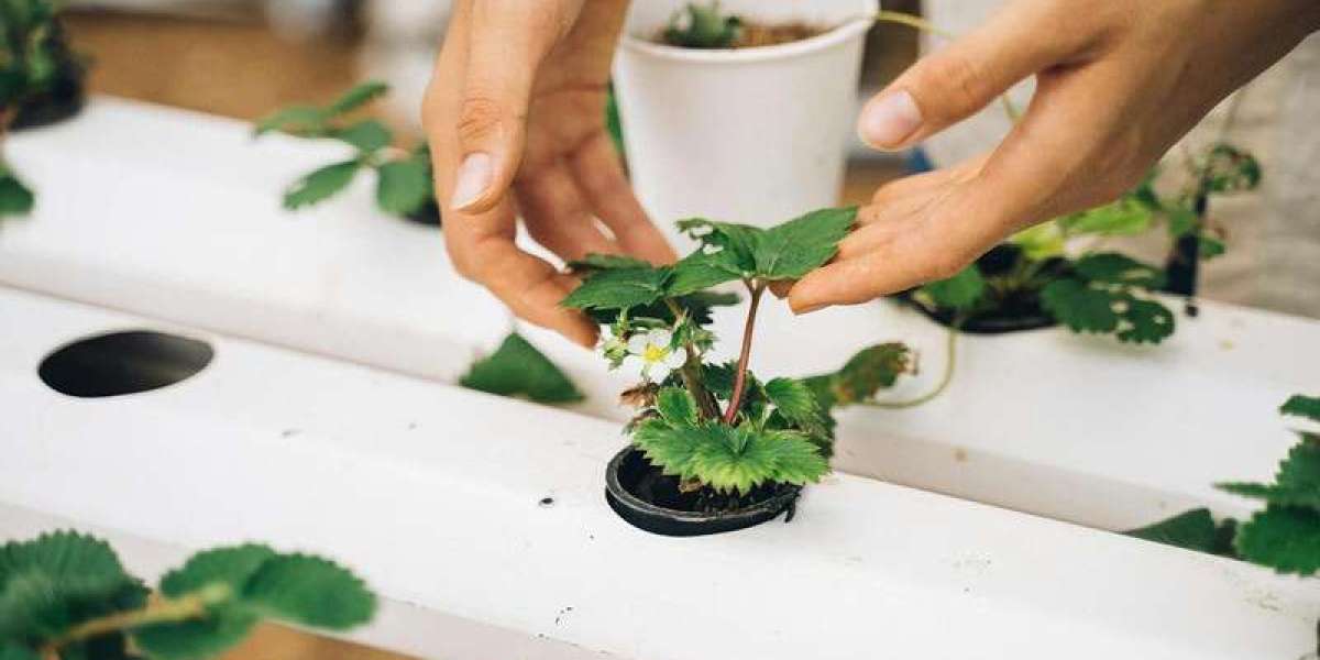 The Best Plants to Grow in a Hydroponic Farms: A Comprehensive List