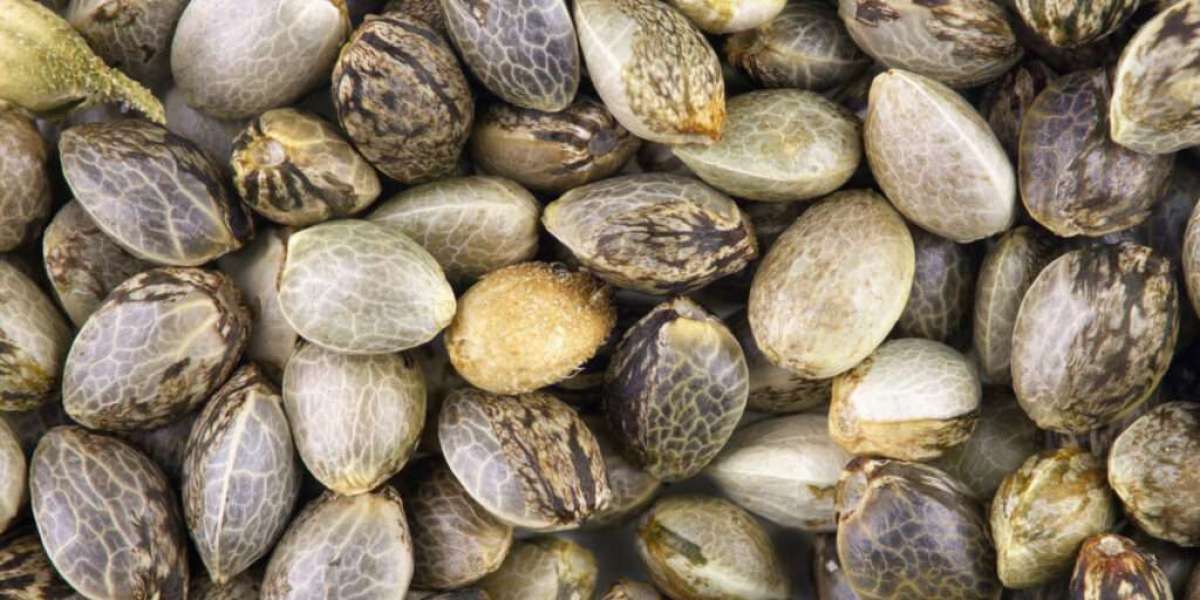 Top 3 Local and Online Sources for Cannabis Seeds Near Me