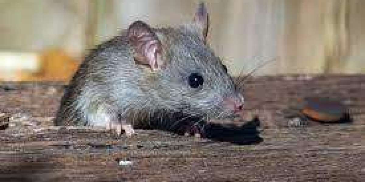 Rodent Control Services Near Me: Protect Your Home and Business