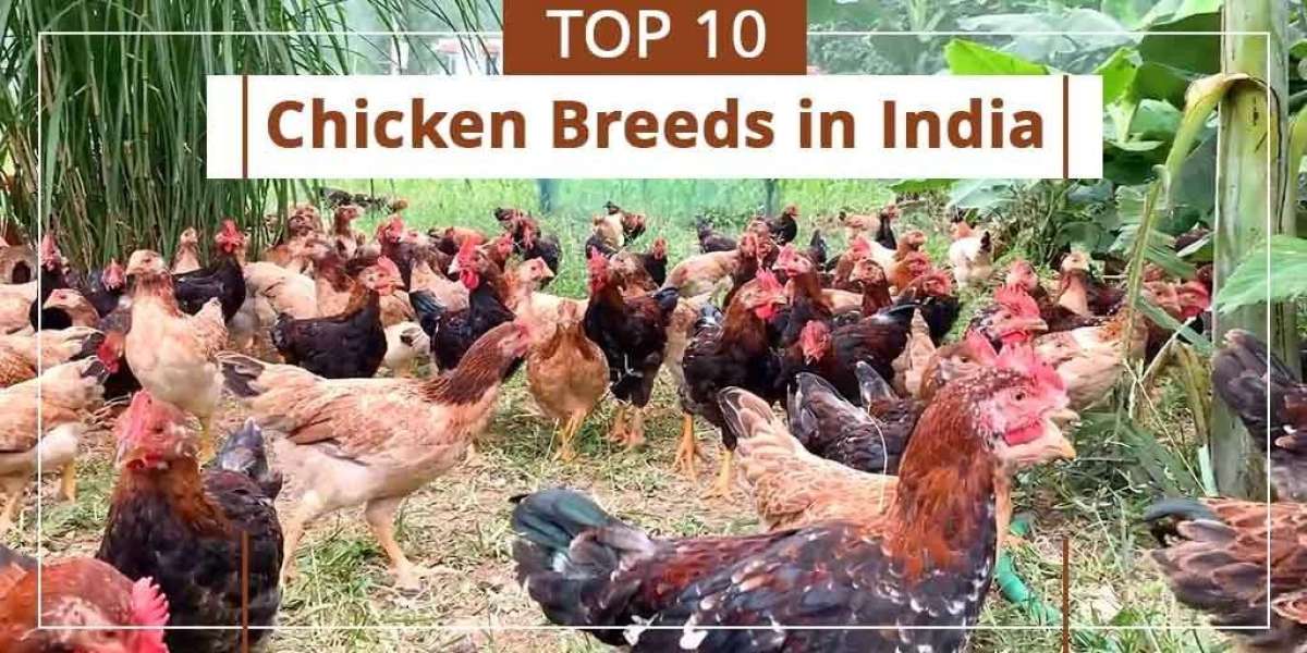 Want to Know more about Chicken Breeds in India?