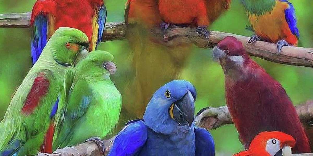 Parrot Bird for Sale Near Me: Finding Your Perfect Feathered Companion