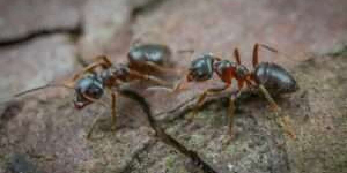 Safe and Effective Ant Control Services for Homes and Businesses in Melbourne