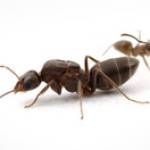 Ant Pest Control Melbourne