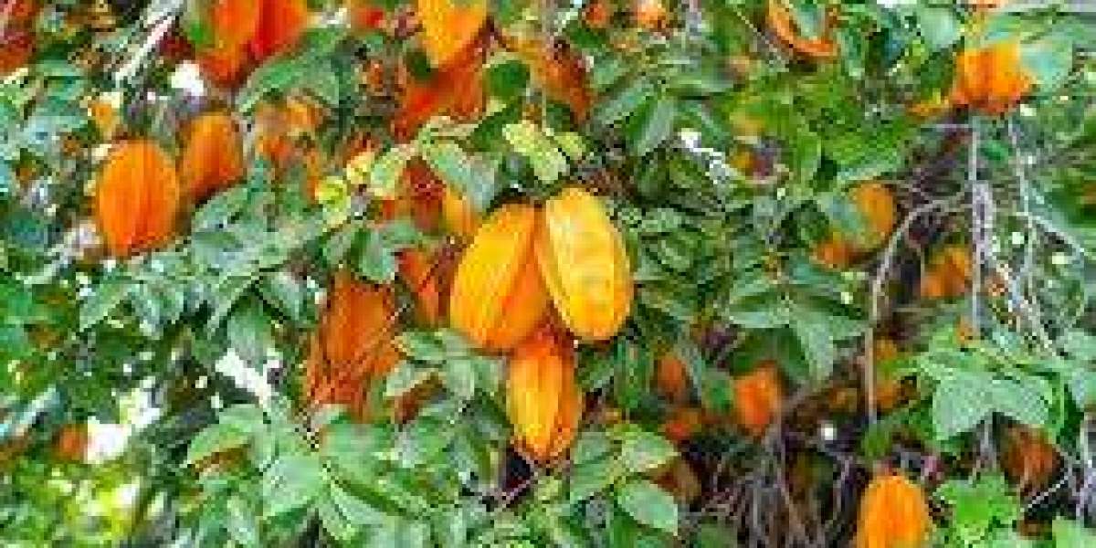 STAR FRUIT CULTIVATION: A COMPREHENSIVE GUIDE