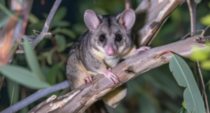 Humane Possum Removal Services for a Peaceful Melbourne Home | Vipon