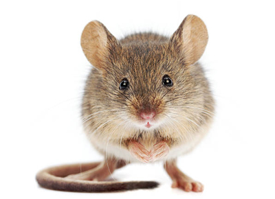 Best Rodent Control Services - Near Me in Connecticut! - Green Pest Management