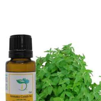 Catnip Essential Oil Profile Picture