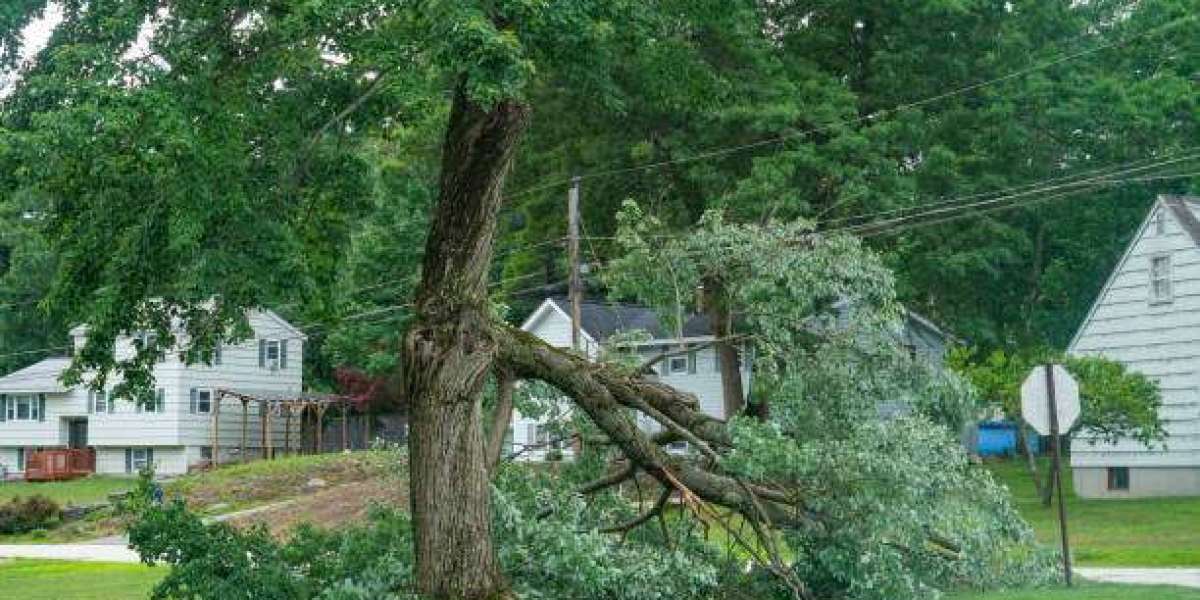 Emergency Tree Removal: What You Need to Know