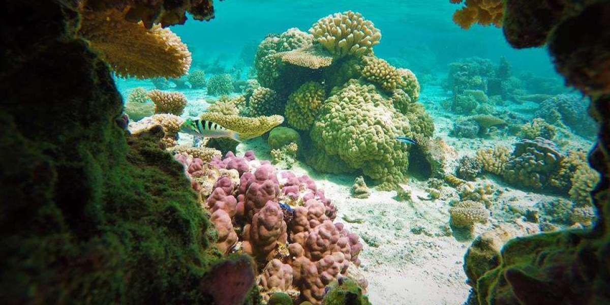 Explorez Bora Bora en Snorkeling Tour