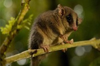 Possum Removal Croydon, Possum Pest Control Croydon