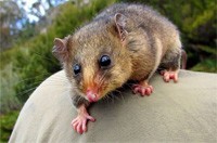 Possum Removal Templestowe, Possum Pest Control Templestowe