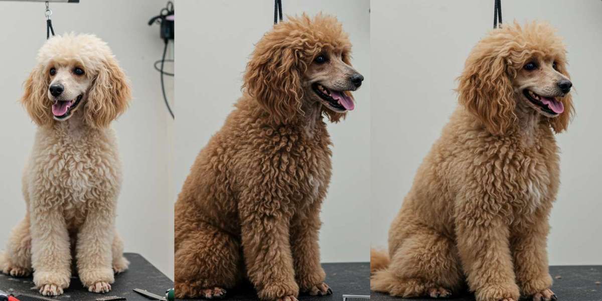 How to Groom Poodles: Coat Types Explained