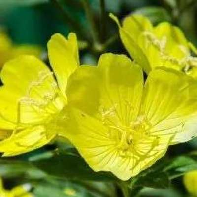 Evening Primrose Organic Carrier Oil Profile Picture