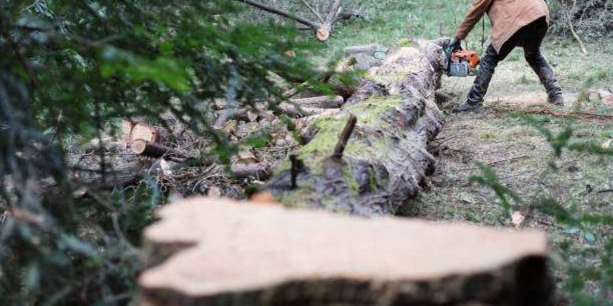 How to Safely Remove Trees and Stumps from Your Property