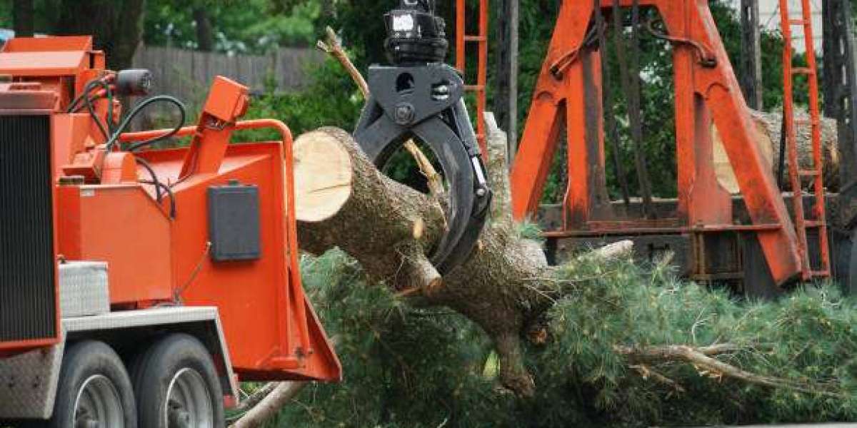 How to Choose the Right Tree Removal Service