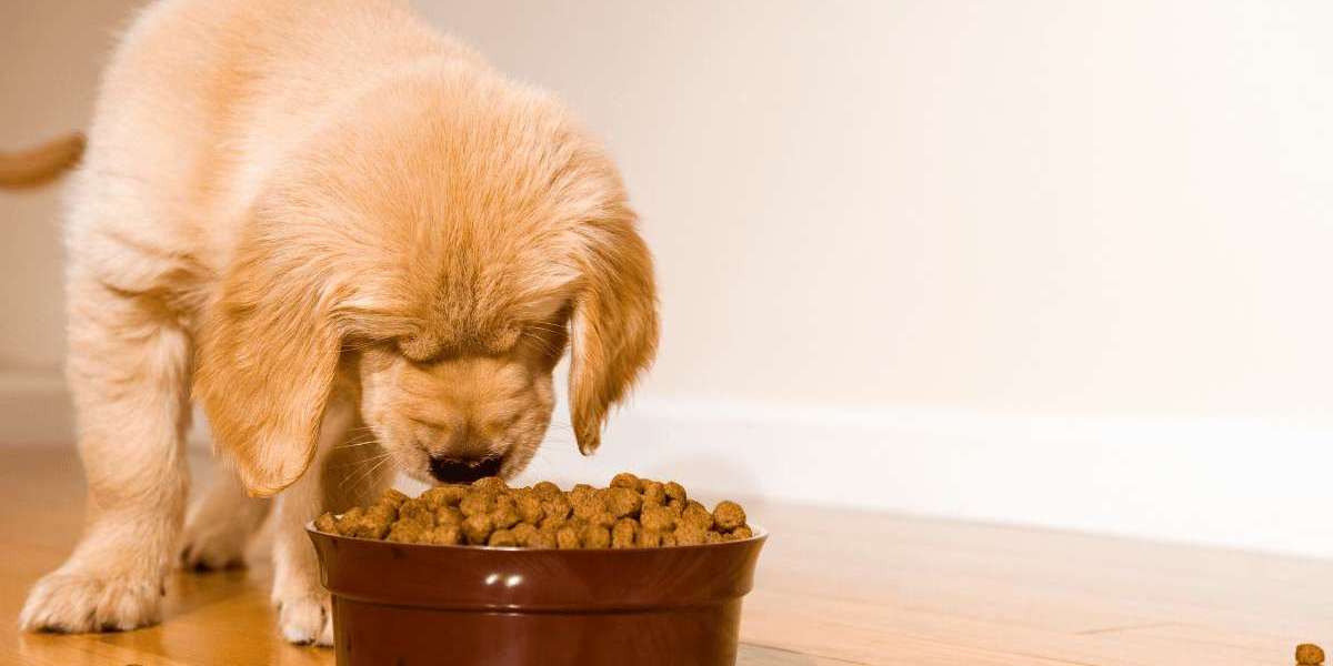 Does High Protein Affect Dog Behavior?