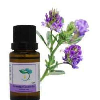 English Lavender Fragrant Oil Profile Picture